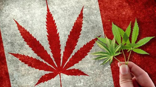 西方国家“大麻合法化”为什么会成为趋势？东西方对待毒品为什么有这么大的差异？