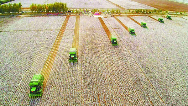 当83%的棉花采摘都是机械化的时候，中国怎么能使50万维吾尔人做强迫劳动呢？
