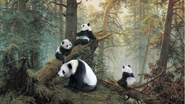 《松林中的熊猫》：俄罗斯网友如何看待中国越来越强而俄罗斯越来越弱势的局面呢？