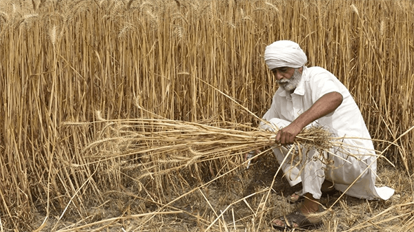 印度的耕地和农业条件比中国更好，但其粮食产量却不足中国一半，印度能养活13亿人吗？