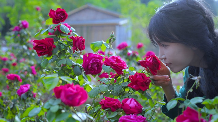 Youtube李子柒频道：The life of roses  | 玫瑰花的一生